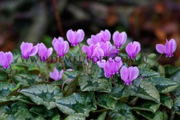 Hederifolium (C De Naples) Festival Winter Miscellaneous Cyclamen Hederifolium (C De Naples) 20/25 (x14x2) (Winter)