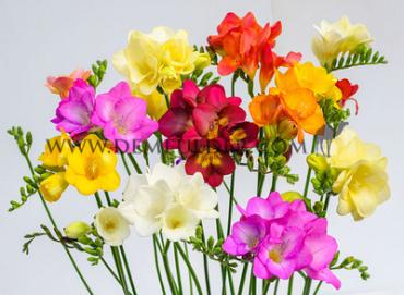 Single Mixed Festival Winter Miscellaneous Freesia Mixed 5/6 (x14x10) (Winter)