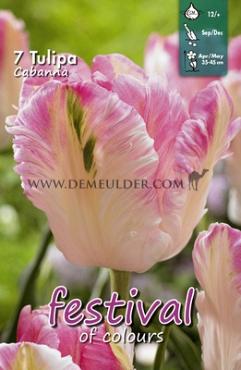 Tulips Cabanna 12/+ (x12x7)