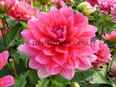 Dahlia Berliner Kleene (x 35)