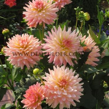 Dahlia Gallery Leonardo (x 35)