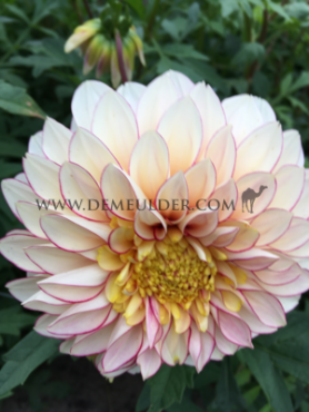 Dahlia Polka (x 35)