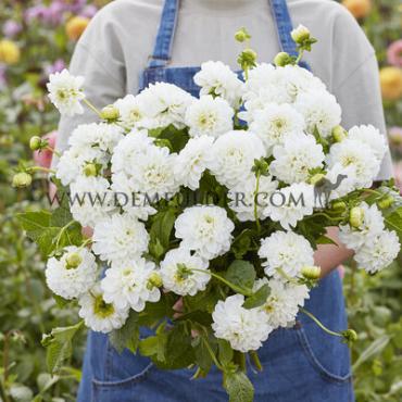 Dahlia Orsett Beauty (x 35)