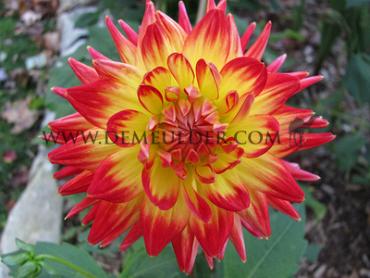 Dahlia Karma Bon Bini (x 35)