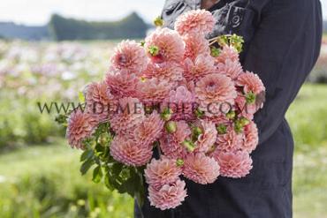Dahlia Linda's Baby (x 35)