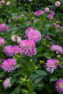 Dahlia Bitsy (x 35)