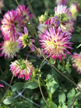 Dahlia Tahiti Sunrise (x 35)