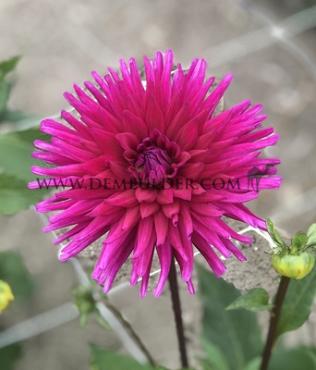 Dahlia Purple Gem (x 35)
