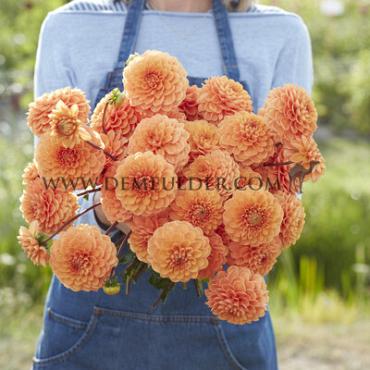 Dahlia Sylvia (x 35)