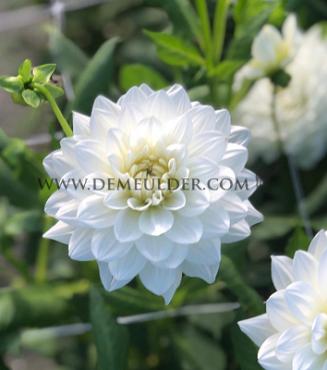 Dahlia White Swan (x 35)