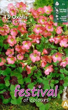 Deppei Deppei Iron Cross Festival Spring Miscellaneous Oxalis Deppei Iron Cross 5/+ (x14x15) (Winter)