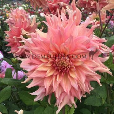 Dahlia Penhill Watermelon (x 35)