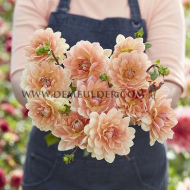 Dahlia Yvonne (x 35)