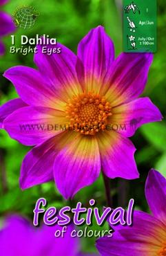 Single Flowered Bright Eyes Festival Spring Dahlia Single Flowered Dahlia Bright Eyes I (x14x1)
