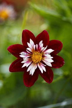 Dahlia Night Butterfly (x 35)
