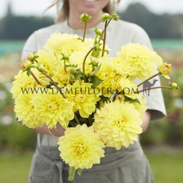 Dahlia American Sun (x 35)