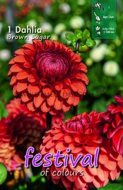 Ball Brown Sugar Festival Spring Dahlia Ball Dahlia Brown Sugar I (x14x1)