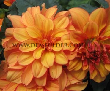 Dahlia Gallery Cobra (x 35)