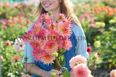 Dahlia Karma Sangria (x 35)