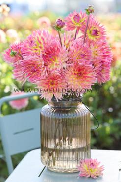 Dahlia Karma Sangria (x 35)