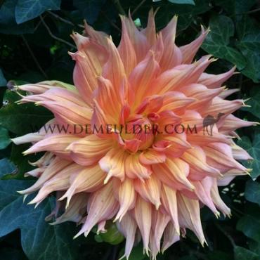 Dahlia Omega (x 35)
