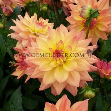 Dahlia Melody Dora (x 35)