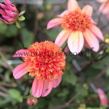 Dahlia Totally Tangerine (x 35)