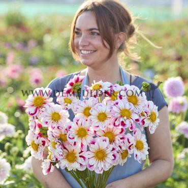 Collerette Bumble Rumble Festival Winter Dahlia Collerette Dahlia Bumble Rumble I (x14x1)