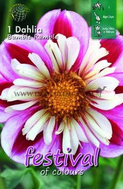 Collerette Bumble Rumble Festival Winter Dahlia Collerette Dahlia Bumble Rumble I (x14x1)