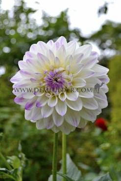 Dahlia White Pearl (Wittem) (x 35)