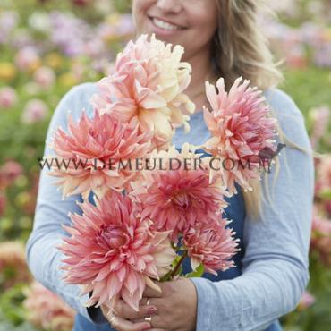 Dahlia Fairway Spur (x 35)