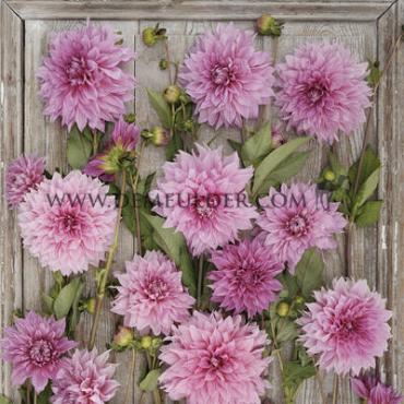 Decorative Dinnerplate Cafe Au Lait Rosé Festival Winter Dahlia Dinnerplate Dahlia Cafe Au Lait Rosé I (x14x1)