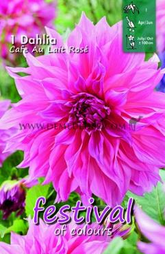 Decorative Dinnerplate Cafe Au Lait Rosé Festival Spring Dahlia Dinnerplate Dahlia Cafe Au Lait Rosé I (x14x1)