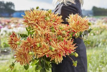 Dahlia Striped Vulcan (x 35)