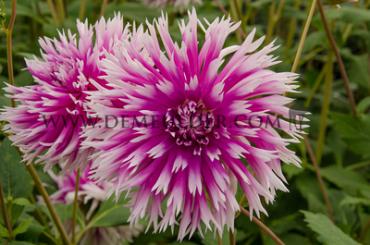 Dahlia Table Dancer (x 35)