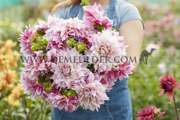 Dahlia Café au Lait Royal (x 35)