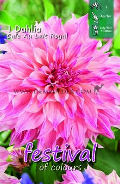 Decorative Dinnerplate Cafe Au Lait Royal Festival Winter Dahlia Dinnerplate Dahlia Cafe Au Lait Royal I (x14x1)