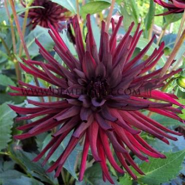 Dahlia Nuit D'ete (x 35)