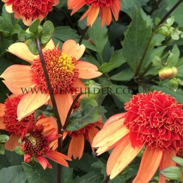 Dahlia Josie (x 35)