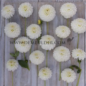 Dahlia Bazuin Snow White® (x 35)