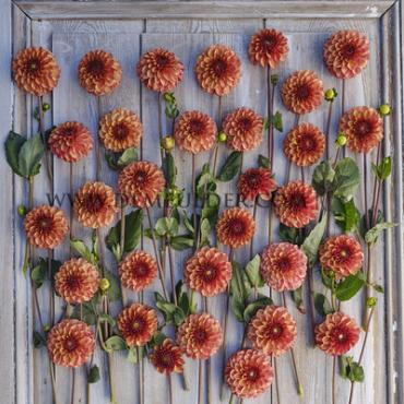 Dahlia High Fidelity (x 35)