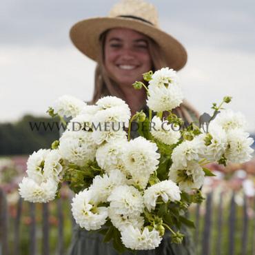 Dahlia Ice Baby (x 35)