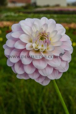 Dahlia Janick's Symphony (x 35)