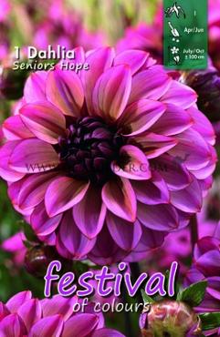 Decorative Small Flowered Seniors Hope Festival Winter Dahlia Small Flowered Dahlia Seniors Hope I (x14x1)