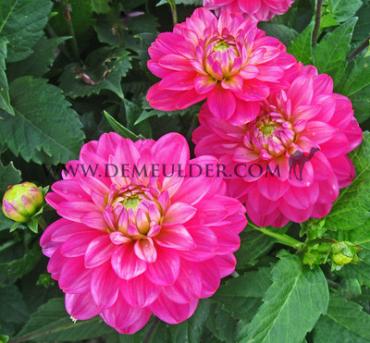 Dahlia Melody Allegro Rose (x 35)