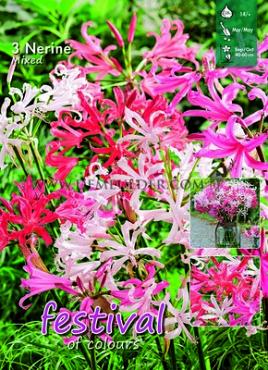 Sarniensis Gemengd Festival Winter Big packs mixes Nerine Mixed  12/14 (x10x3)