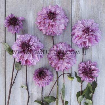 Dahlia Cranberry Classic (x 35)