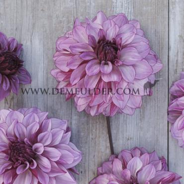 Dahlia Cranberry Classic (x 35)