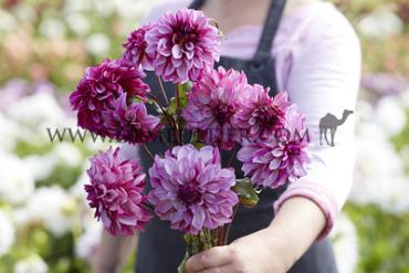 Dahlia Cranberry Classic (x 35)