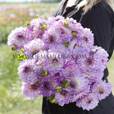 Dahlia Mediterranee (x 35)